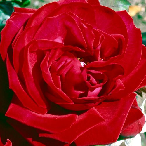 Rosa Edith Piaf® - trandafir cu parfum intens - Trandafir copac cu trunchi înalt - cu flori teahibrid - roșu - William J. Radler - coroană dreaptă - ,-